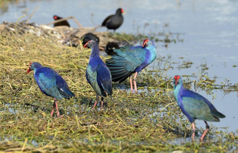 Bordoibam–Bilmukh Bird Sanctuary